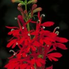 Cardinal Lobelia Fulgens Red Flower Cardinalis Bellflower Family 12 Root Systems Indoor Outdoor Gard