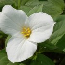 Trilliums Attractives Three Petaled White Flowers Grandiflorums 12 Roots Systems Indoor Outdoor Gard