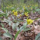 Lilys Erythroniums Americanums Ellowish To Dark Green Pointeds Tongues 20 Trouts Indoor Outdoor Gard