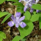 Iris Wilds Plant Have A Beautiful Blue And White Blooms On Them 24 Roots Systems Indoor Outdoor Gard