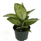 Homalomenas Queen Of Hearts Collector'S Series Selbys Live Plant 6'' Pot Indoor Outdoor Garden