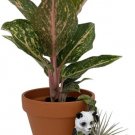 Panda Air Plant Pal Live Tillandsia Great Gift With Ceramic Hanging Ornament Pot Indoor Outdoor Gard Panda Air Plant Pal Live Tillandsia Great Gift With Ceramic Hanging Ornament Pot Indoor Outdoor Gard