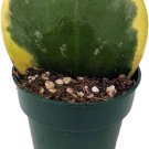 Kerri Sweetheart Green Creme Amazing Hoyas Waxplant Live Plant 4'' Pot Indoor Outdoor Garden