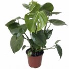 Karstenianum Philodendron Monstera Deliciosa Peru Great Live Plant 4" Pot Indoor Outdoor Garden