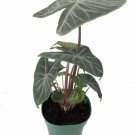 Elephants Ear Coast Ivorys Alocasias Mask And Live Plant 6" Pot Indoor Outdoor Garden