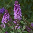 Annie Butterfly Orchid Buddleia Humdinger Compact Live Plant Gallon Pot Indoor Outdoor Garden
