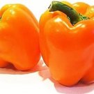Pepper Dutchs Orange Ariene Hollow Rounded Square Shape With Four Lobes 10 Seeds Indoor Outdoor Gard