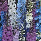 Delphinium Pacifics Immense Gracefuls Spikes Βloom Αfter Υear 50 Seeds Indoor Outdoor Garden