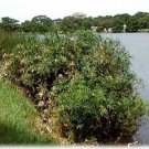 Alternifolia Cyperus Umbrella Aquatic Forms Clumps Wet And Boggys Areas 50 Seeds Indoor Outdoor Gard