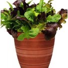 Simplysalads Mix Of Lettuce Thats Are S City Pellitized Seeds Indoor Outdoor Garden