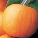 Pumpkins Smoothies Orange Smooths And Perfect Gloves Withe Green Handle 10 Seeds Indoor Outdoor Gard