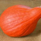 Pumpkin Red Ornamental Edible And Great To Eat Too October 10 Seeds Indoor Outdoor Garden