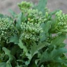 Raab Veggie Broccoli Protein Tender Young Leaves And Stems 100 Seed Indoor Outdoor Garden Raab Veggie Broccoli Protein Tender Young Leaves And Stems 100 Seed Indoor Outdoor Garden