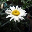 Leucanthemums White Shasta Huge Flowers Daisy Live Plant Quart Pot Indoor Outdoor Garden