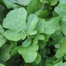 Soprano Roquette Herb Arugula Significant Amount Protein Unique Flavor 600 Seeds Indoor Outdoor Gard
