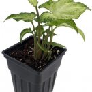 Syngonium White Arrowhead Butterfly Nepthytis Home Live Plant 2.5" Pot Indoor Outdoor Garden