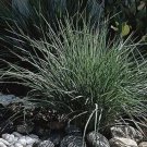Pink Crystals Rhynchelytrums Ornamental Grass S 25 Seeds Indoor Outdoor Garden