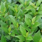 Viburnum Sweet Deep Pink Tubulars Flowers Honey Scent Live Plant 4" Pot Indoor Outdoor Garden