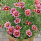Antiquitys Completely Unique Rich Burgundy Color Bronze Salmon Cosmos 40 Seeds Indoor Outdoor Garden