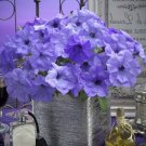 Best Blue Petunia Evening Nice Mounding Spreading Habit Multiflora Type 5 Seed Indoor Outdoor Garden