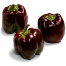 Peppers Beauty Chocolates Sweets Rounded Squares Shapes With Four Lobes 15 Seeds Indoor Outdoor Gard