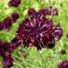 Gothic Bachelor Button Double Flowers Rich Milk Chocolate Color 100 Seeds Indoor Outdoor Garden Gothic Bachelor Button Double Flowers Rich Milk Chocolate Color 100 Seeds Indoor Outdoor Garden