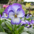 Pennyâ Viola Horned Violet Purple Landscape Penny Picotees 25 Seeds Indoor Outdoor Garden