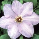 Clematis Spaeth Elsa Purple Beautiful Queen Of Vines S Live Plant 2.5" Pot Indoor Outdoor Garden