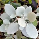 Kalanchoe Spoons Hildebrandtiis Succulent Live Plant 2.5" Pot Indoor Outdoor Garden