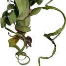 Tillandsias Streptophyllas Slim Curly Air Intermedia Live Plant 2'' Pot Indoor Outdoor Garden Tillandsias Streptophyllas Slim Curly Air Intermedia Live Plant 2'' Pot Indoor Outdoor Garden