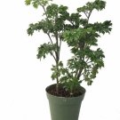 Polyscias Parsley Ming Tree Fruticosas Elegans Aralias Live Plant 4" Pot Indoor Outdoor Garden
