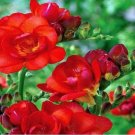 Freesia Red Double Delicate Fragrant Or 6+ Cm 20 Bulbs Indoor Outdoor Garden