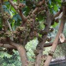 Ficus Fig Elephant Ear Auriculata Tree Bright Red Leaves Specimen 10 Seed Indoor Outdoor Garden