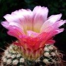 Notocactus Cactus Ball Mix Spine Formation Attractive Flowers 15 Seeds Indoor Outdoor Garden