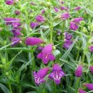 Penstemon Bearded Pikes Peaks Rose Purple Tongues Ts Live Plant Quart Pot Indoor Outdoor Garden