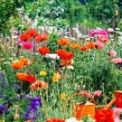 Fireworks Fabulous Reds Bright Oranges And Shining Yellow Blossoms 6 Grams Seeds Indoor Outdoor Gard