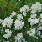 Philadelphus Illuminatis Arch Mockoranges Low Growers Live Plant 4" Pot Indoor Outdoor Garden