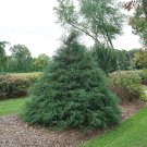 Chamaecyparis Haywires Cypress Delightfullys Different S Live Plant 4" Pot Indoor Outdoor Garden