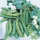 Peas Wandos Shellings Long Harvest Period Heats Tolerants Variety Seeds Indoor Outdoor Garden