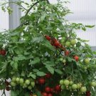 Tomato Topsys Determinate Breds For The Turvys Planters Perfect Hanging 20 Seeds Indoor Outdoor Gard Tomato Topsys Determinate Breds For The Turvys Planters Perfect Hanging 20 Seeds Indoor Outdoor Gard