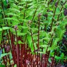 Athyriums Ladys In Red Xylems Feminas Filixs Live Plant Quart Pot Indoor Outdoor Garden