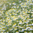 Chamomiles Matricarias Recutitas Delicately Scented 200 Seeds Indoor Outdoor Garden