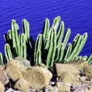 Cactus Lophocereus Whiskers Senitas Schottii The Most Showys Succulents 15 Seeds Indoor Outdoor Gard