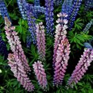 Wild Lupines Bluebonnets Olds Maid’S Bonnets S Sundials 15 Grams Seeds Indoor Outdoor Garden