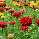 Zinnia Northern Blend Spectacular Great Attracting Butterflies Bees 1 Gram Seeds Indoor Outdoor Gard