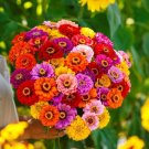 Zinnias Giants Californias Glorious Long Lasting Colors 15 Grams Seeds Indoor Outdoor Garden