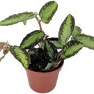 Daveauana Begonia Pellionia Rainbow Terrarium Fairys Live Plant 2.5" Pot Indoor Outdoor Garden Daveauana Begonia Pellionia Rainbow Terrarium Fairys Live Plant 2.5" Pot Indoor Outdoor Garden