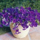 Petunia Wave Blue Covered With Trumpet Shaped Velvety Blue Bloom 10 Seeds Indoor Outdoor Garden