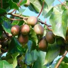 Actinidia Anna Female Kiwi Ananasnaya Tasty Live Plant 2.5" Pot Indoor Outdoor Garden