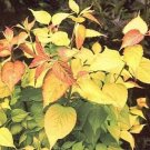 Honeysuckles Lantern Loniceras Brightly Himalayans Ornamental 10 Seeds Indoor Outdoor Garden